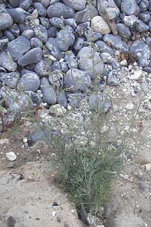 Artemisia abrotanum \ Eberraute, DK Insel Mn 4.8.2009