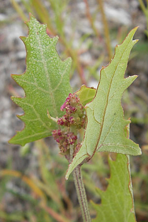 Atriplex prostrata \ Spie-Melde, Spieblttrige Melde / Spear-Leaved Orache, DK Insel/island Bog 4.8.2009