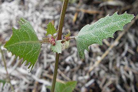 Atriplex prostrata / Spear-Leaved Orache, DK island Bog 4.8.2009