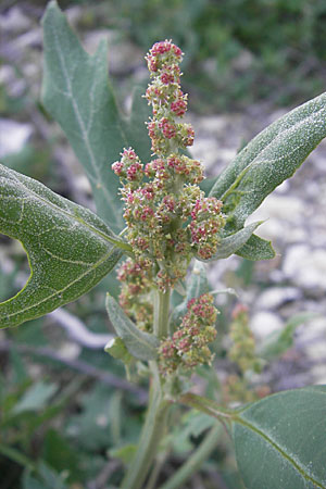 Atriplex prostrata \ Spie-Melde, Spieblttrige Melde, DK Insel Mn 4.8.2009