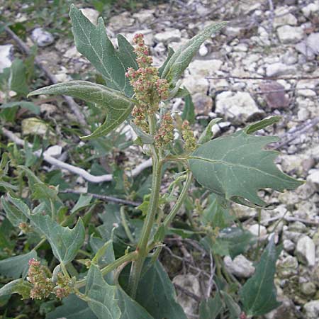 Atriplex prostrata \ Spie-Melde, Spieblttrige Melde, DK Insel Mn 4.8.2009