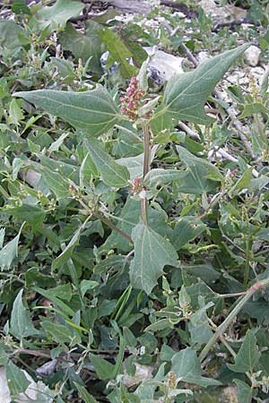 Atriplex prostrata / Spear-Leaved Orache, DK island Mn 4.8.2009