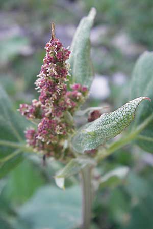 Atriplex prostrata \ Spie-Melde, Spieblttrige Melde / Spear-Leaved Orache, DK Insel/island Mn 4.8.2009