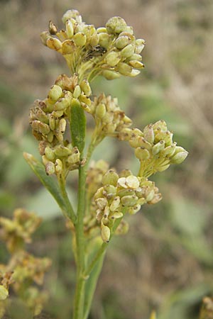 Lepidium latifolium / Dittander, DK island Bog 4.8.2009