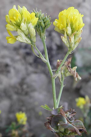 Medicago x varia \ Bastard-Luzerne / Sand Lucerne, DK Insel/island Mn 4.8.2009