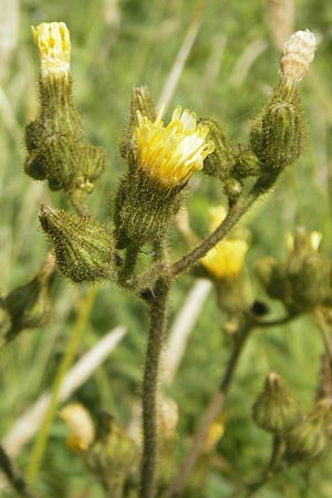 Sonchus palustris \ Sumpf-Gnsedistel / Marsh Sow-Thistle, DK Insel/island Mn 5.8.2009