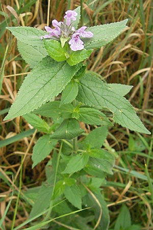 Stachys palustris / Marsh Woundwort, DK island Bog 4.8.2009