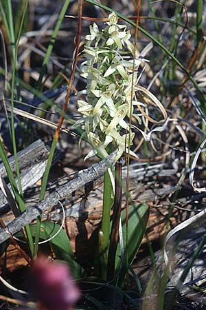 Platanthera bifolia subsp. bifolia \ Zweiblättrige Waldhyazinthe, Weiße Waldhyazinthe / Lesser Butterfly Orchid, DK  Skagen 25.7.1996 