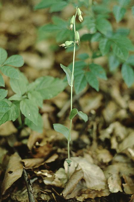 Epipactis phyllanthes \ Grünblütige Ständelwurz / Green-flowered Helleborine (confusa), DK  Teglvärksskov 1.8.2001 