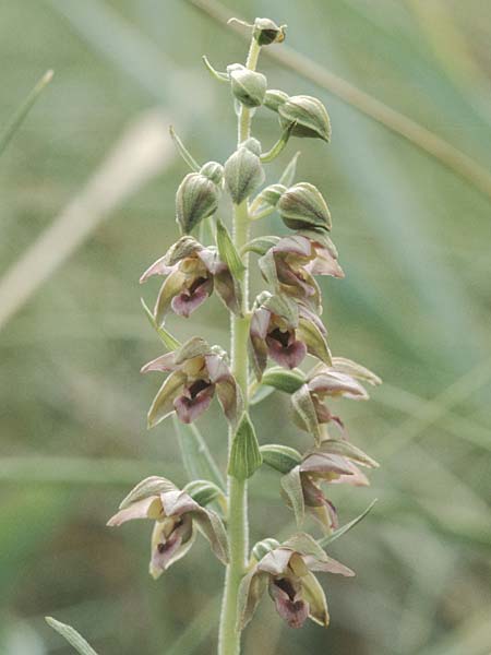 Epipactis neerlandica \ Holländische Ständelwurz / Dutch Helleborine, DK  Hirtshals 2.8.2001 