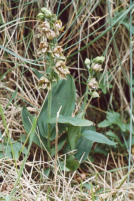 Epipactis neerlandica \ Holländische Ständelwurz, DK  Hirtshals 7.8.1998 