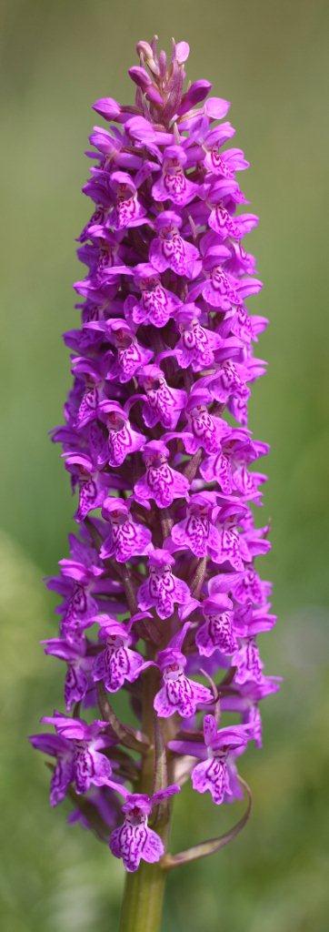 Dactylorhiza baltica \ Baltische Fingerwurz, Baltisches Knabenkraut / Baltic Orchid, Estland/Estonia,  Saaremaa, Tammuna 15.6.2011 (Photo: Helmut Presser)