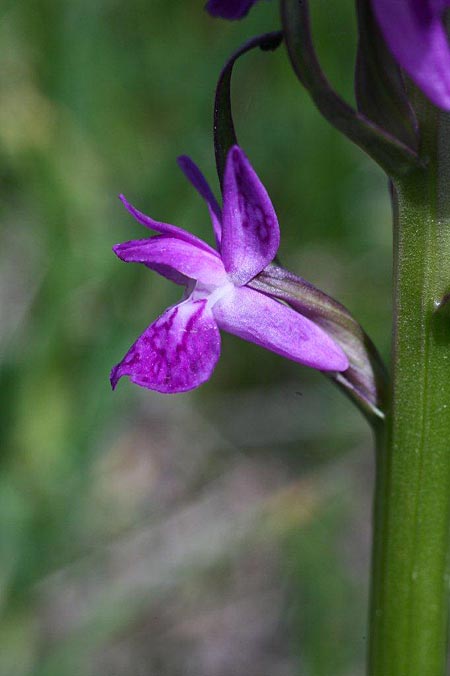 Dactylorhiza cruenta \ Blutrote Fingerwurz, Blutrotes Knabenkraut / Flecked Marsh Orchid, Estland/Estonia,  Saaremaa, Arta 14.6.2011 (Photo: Helmut Presser)