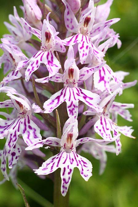 Dactylorhiza fuchsii \ Fuchssche Fingerwurz, Fuchssches Knabenkraut / Common Spotted Orchid, Estland/Estonia,  Saaremaa, Tammuna 15.6.2011 (Photo: Helmut Presser)