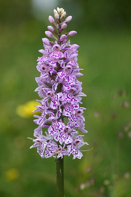 Dactylorhiza fuchsii / Common Spotted Orchid, Estonia,  Saaremaa, Tammuna 15.6.2011 (Photo: Helmut Presser)