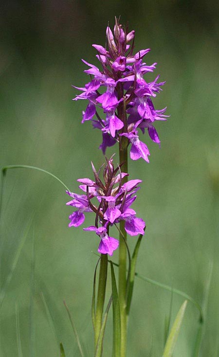 Dactylorhiza osiliensis \ Saaremaa-Fingerwurz, Saaremaa-Knabenkraut / Saaremaa Orchid, Estland/Estonia,  Saaremaa, Lümanda Vald 14.6.2011 (Photo: Helmut Presser)