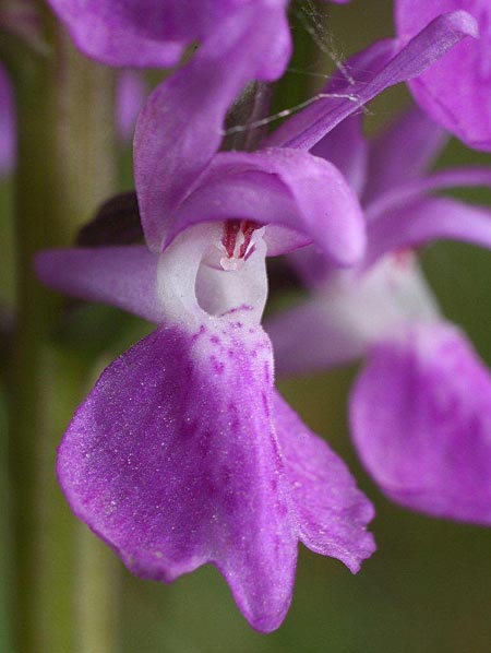 Dactylorhiza osiliensis \ Saaremaa-Fingerwurz, Saaremaa-Knabenkraut / Saaremaa Orchid, Estland/Estonia,  Saaremaa, Lümanda Vald 14.6.2011 (Photo: Helmut Presser)