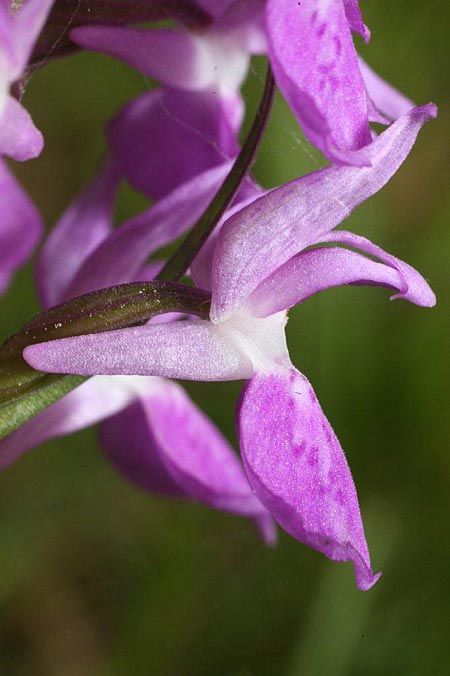 Dactylorhiza osiliensis \ Saaremaa-Fingerwurz, Saaremaa-Knabenkraut / Saaremaa Orchid, Estland/Estonia,  Saaremaa, Lümanda Vald 14.6.2011 (Photo: Helmut Presser)