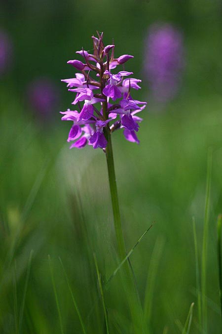 Dactylorhiza osiliensis \ Saaremaa-Fingerwurz, Saaremaa-Knabenkraut / Saaremaa Orchid, Estland/Estonia,  Saaremaa, Lümanda Vald 14.6.2011 (Photo: Helmut Presser)