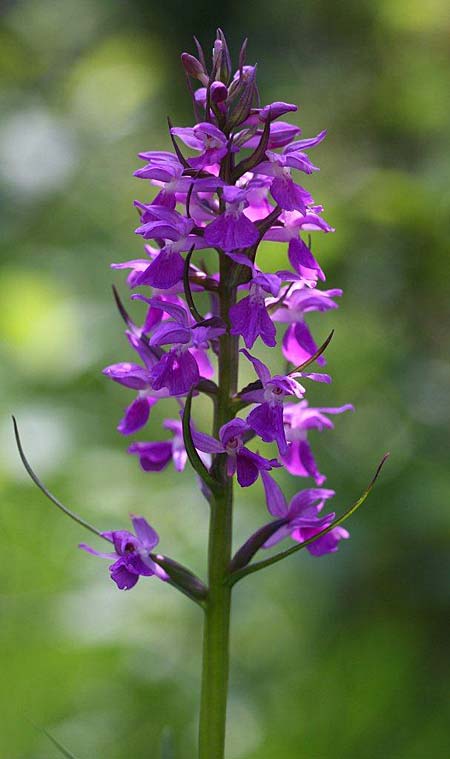 Dactylorhiza osiliensis \ Saaremaa-Fingerwurz, Saaremaa-Knabenkraut / Saaremaa Orchid, Estland/Estonia,  Saaremaa, Lümanda Vald 14.6.2011 (Photo: Helmut Presser)