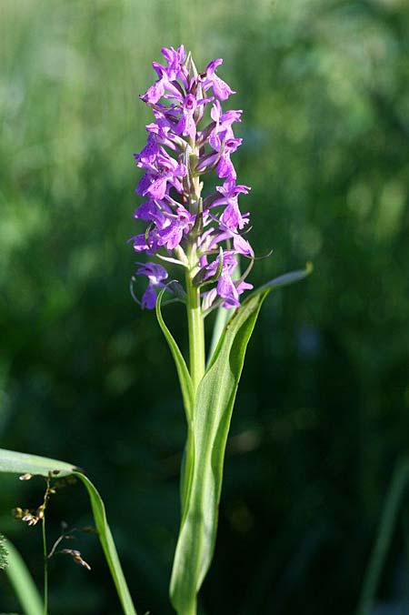 Dactylorhiza vironii \ Estnische Fingerwurz, Estnisches Knabenkraut, Estland,  Vitsu 16.6.2011 (Photo: Helmut Presser)