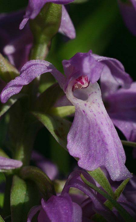 Dactylorhiza vironii \ Estnische Fingerwurz, Estnisches Knabenkraut, Estland,  Vitsu 16.6.2011 (Photo: Helmut Presser)