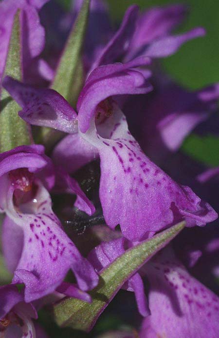 Dactylorhiza vironii \ Estnische Fingerwurz, Estnisches Knabenkraut, Estland,  Vitsu 16.6.2011 (Photo: Helmut Presser)