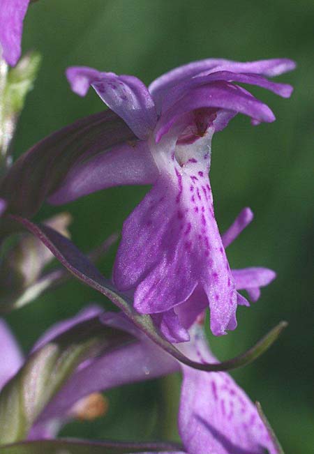 Dactylorhiza vironii \ Estnische Fingerwurz, Estnisches Knabenkraut, Estland,  Vitsu 16.6.2011 (Photo: Helmut Presser)