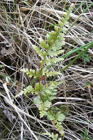 Asplenium adiantum-nigrum / Black Spleenwort, E Picos de Europa, Potes 16.8.2012