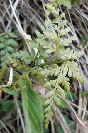 Asplenium adiantum-nigrum \ Schwarzer Streifenfarn / Black Spleenwort, E Picos de Europa, Potes 16.8.2012