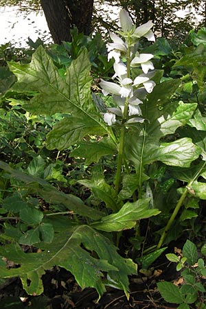 Acanthus mollis \ Weicher Akanthus, Wahre Brenklaue / Bear's Breech, E Lekeitio 6.8.2012