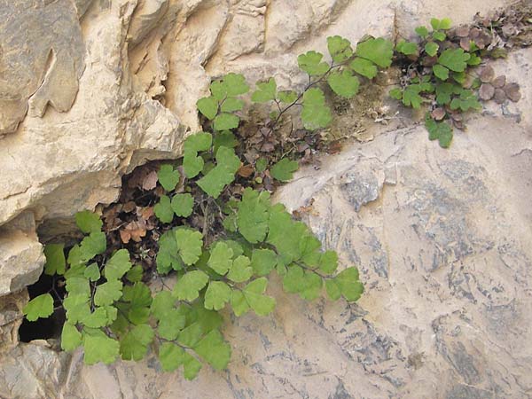 Adiantum capillus-veneris \ Venushaar, Echter Frauenhaar-Farn / Maidenhair Fern, E Picos de Europa, Cain 9.8.2012