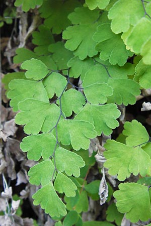 Adiantum capillus-veneris \ Venushaar, Echter Frauenhaar-Farn, E Asturien, Cangas de Onis 13.8.2012