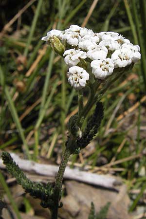 Achillea millefolium agg. \ Gemeine Schafgarbe / Yarrow, E Picos de Europa, Puerto de San Glorio 13.8.2012