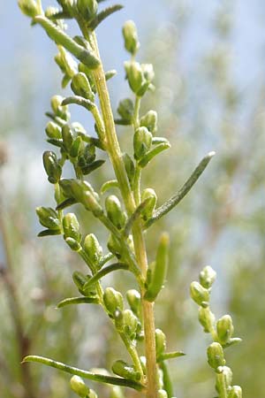 Artemisia campestris \ Feld-Beifu, E Pyrenäen, Cadi, Fornols 7.8.2018