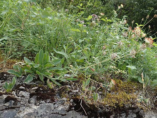 Anthyllis vulneraria subsp. alpestris \ Alpen-Wundklee, E Pyrenäen, La Popla de Lillet 5.8.2018