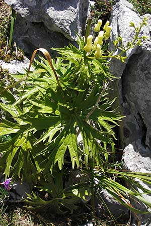 Aconitum lycoctonum subsp. neapolitanum \ Hahnenfublttriger Eisenhut / Lamarck's Wolfsbane, E Picos de Europa, Covadonga 7.8.2012