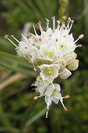 Allium ericetorum / Heath Garlic, E Asturia Ribadesella 10.8.2012