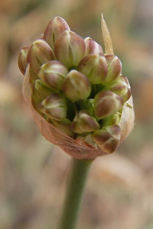 Allium ericetorum \ Gelblichweier Lauch / Heath Garlic, E Asturien/Asturia Ribadesella 10.8.2012