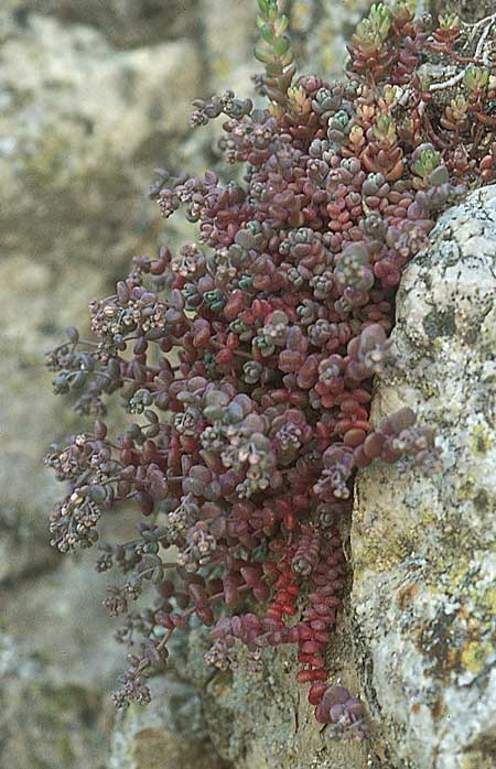 Sedum dasyphyllum \ Dickblttriger Mauerpfeffer / Corsian Stonecrop, E Albarracin 26.5.2004