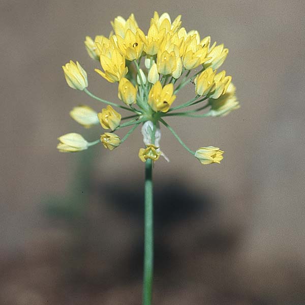 Allium moly \ Gold-Lauch / Golden Garlic, E Prov. Cuenca, Las Majadas 20.6.2003