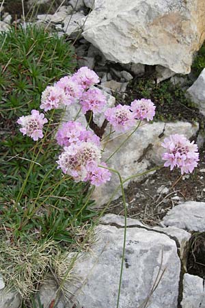 Armeria arenaria \ Wegerichblttrige Grasnelke / Jersey Thrift, E Picos de Europa, Fuente De 14.8.2012