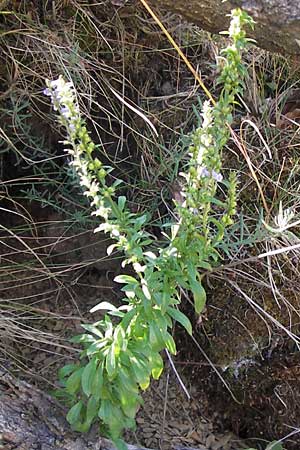 Anarrhinum bellidifolium \ Lochschlund / Daisy-Leaved Toadflax, E Picos de Europa, Posada de Valdeon 13.8.2012
