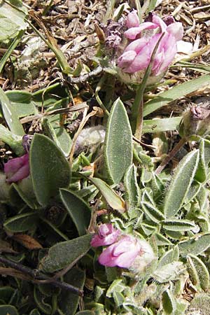 Anthyllis vulneraria subsp. boscii \ Pyrenen-Wundklee / Pyrenean Kidney Vetch, E Picos de Europa, Fuente De 14.8.2012