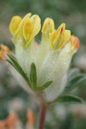 Anthyllis vulneraria subsp. alpestris \ Alpen-Wundklee / Alpine Kidney Vetch, E Pyrenäen/Pyrenees, Castellar de N'Hug 5.8.2018