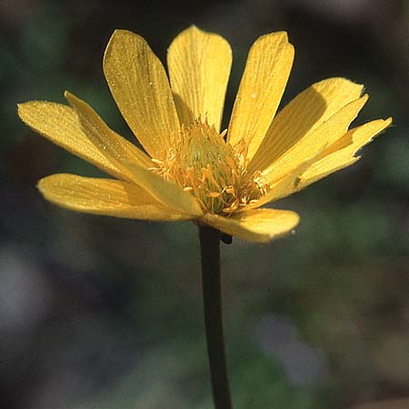 Anemone palmata \ Iberische Frhlings-Anemone / Palmate Anemone, E Coin 25.3.2002