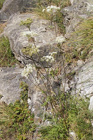 Carum carvi ? \ Echter Kmmel, Wiesen-Kmmel / Caraway, E Asturien/Asturia, Cangas de Onis 8.8.2012