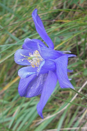 Aquilegia pyrenaica \ Pyrenen-Akelei, E Pyrenäen, Ordesa 23.8.2011