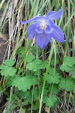 Aquilegia pyrenaica \ Pyrenen-Akelei, E Pyrenäen, Ordesa 23.8.2011