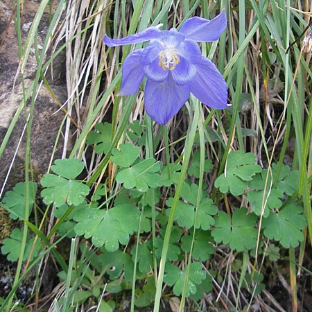 Aquilegia pyrenaica \ Pyrenen-Akelei, E Pyrenäen, Ordesa 23.8.2011